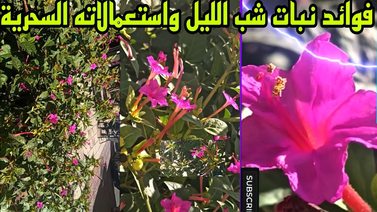 Терапевтические, питательные и косметические преимущества растения паслена / Mirabilis jalapa.