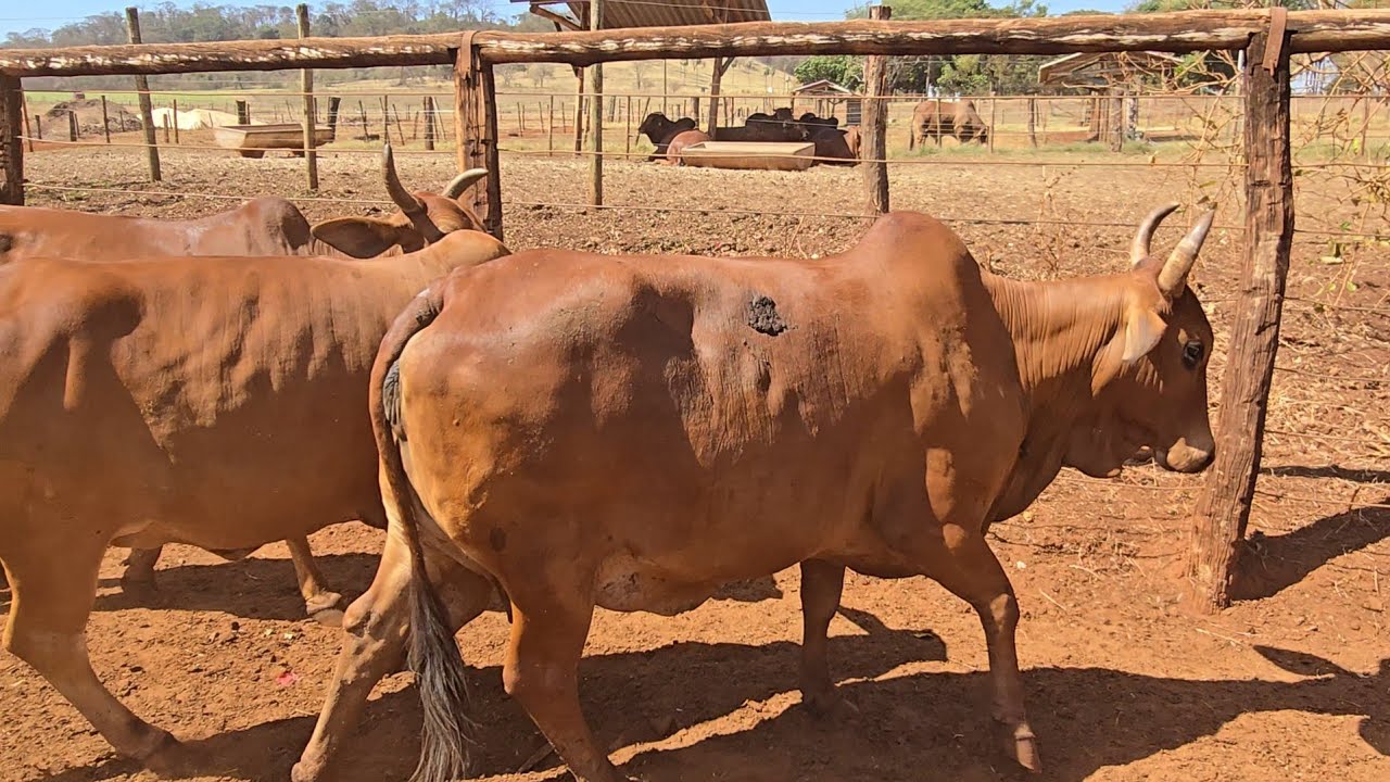 ✅️ SINDI na seca - REALIDADE - Vacas Sindi paridas e prenhas 