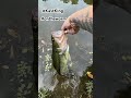 Nice guy on the worm today! #bassfishing #kastking #bassfishing #oklahoma #fishing #subscribe #slomo