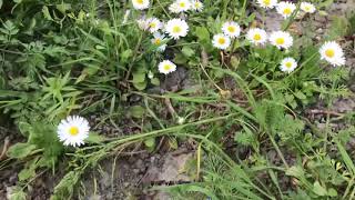نبتة زهرة الربيع pâquerette