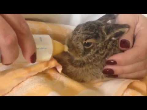 Printemps Bebe Lapin De Garenne Youtube Printemps Bebe Lapin De Garenne Youtube