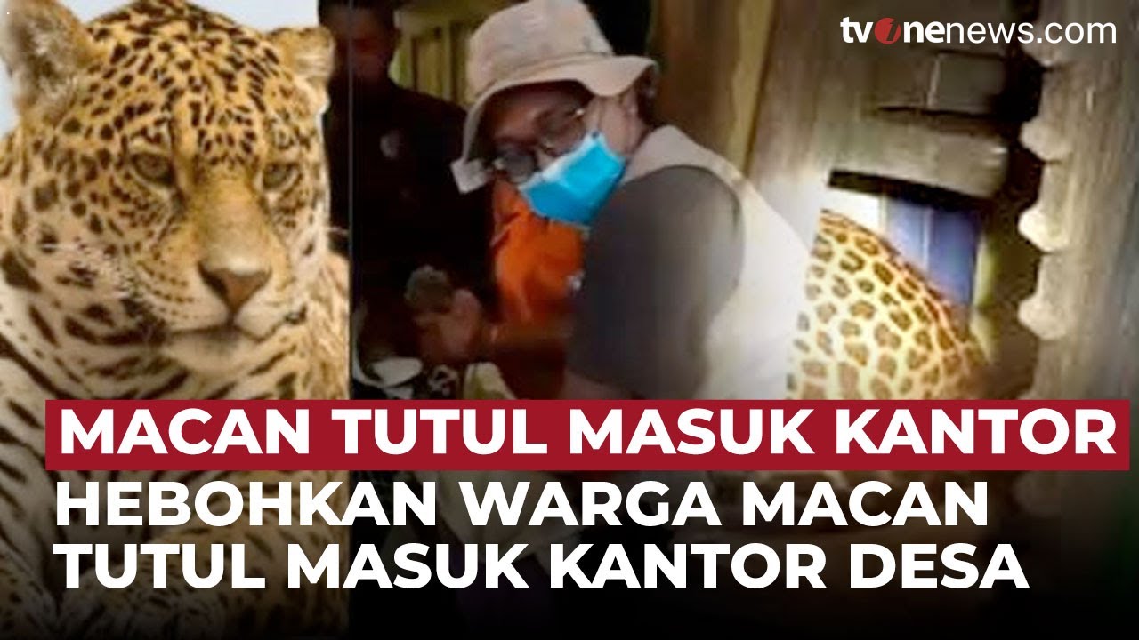 Kehadiran Macan Tutul di Kantor Desa Gegerkan Warga Sekitar | OneNews Update