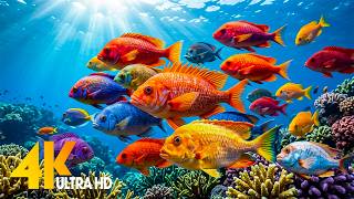 4K Hidden Aquatic Kingdom 🐠 Splendid Coral Reefs, Tropical Fish & Peaceful Ocean Views