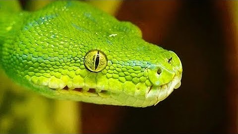 Green tree python. #mostdifferentanimals #shorts.