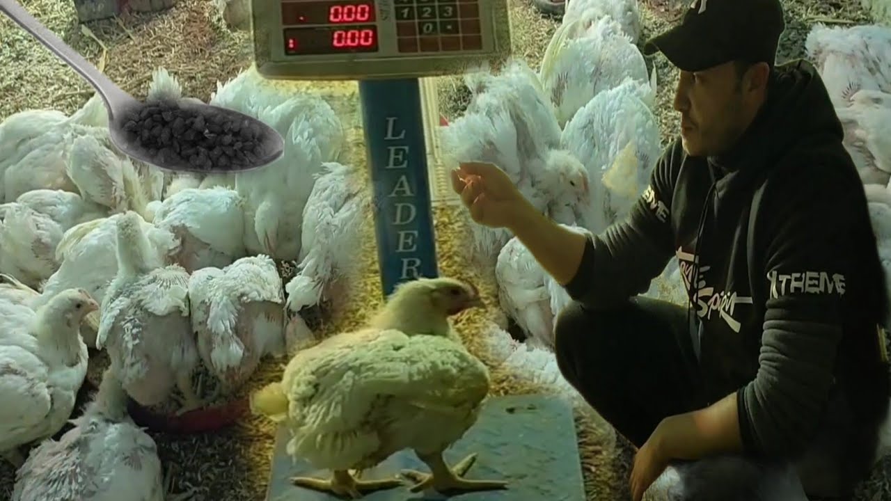 وزن الفراخ عمر 25يوم مفاجأة سيبك من غلاء العلف وحط معلقه واحده هتخلى الفراخ 4ك فى شهر وهتنهى الدورة؟