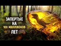 Самые странные вещи, когда-либо найденные замороженными в янтаре