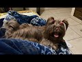 Porque los PERROS dan VUELTAS y CORREN como locos | La Casita de los Shih Tzu