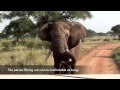 Close encounter with a huge elephant male