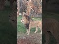 el león más más inteligente