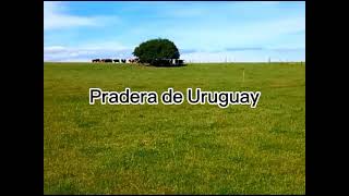 Pradera en Uruguay