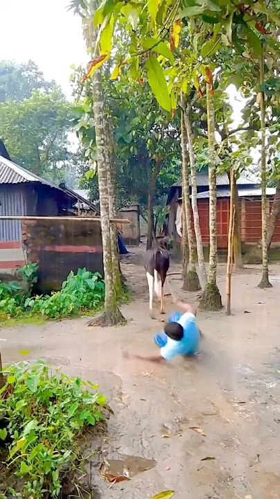#funny #dog #vairal #shots #ai #tanding #tiktok #goru #cow #rost