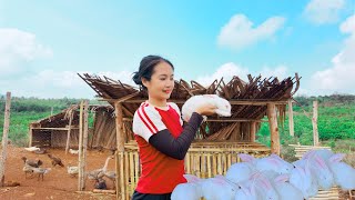 Building a Rabbit Cage, Buy Rabbit - Harvesting Tomato Goes to Market Sell | Tieu Lien