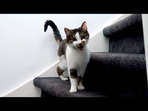 Nu al een NIEUWE POES?!!1! - vlog #694