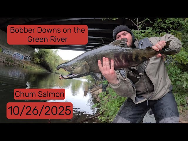 Chum Salmon Bobber Downs – Green River (10/26/2025) - YouTube