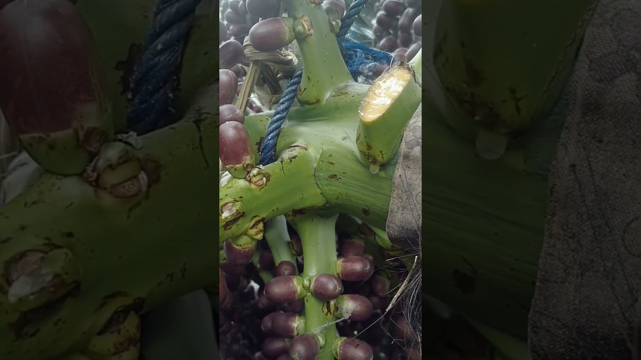 the first drop of palm sap water 