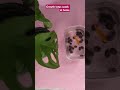 Lotus seeds growth#viralshort #fashion #viralvideo (plant lovers)