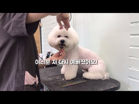 못생긴 강아지 탈출! 공주라고 불러다오 (+ 보리곤듀님)