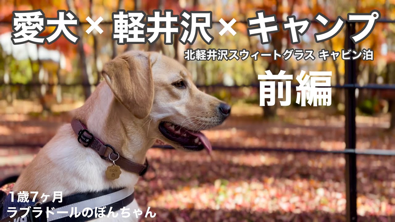 【犬キャンプ#78】夢だった愛犬×軽井沢×キャンプ〜前編〜　labrador retriever 大型犬  ぼんちゃん　北軽井沢スウィートグラスキャンプ場 紅葉　アウトレット　カローラクロス