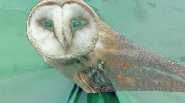 Choice  - Acid Eiffel (Live At 