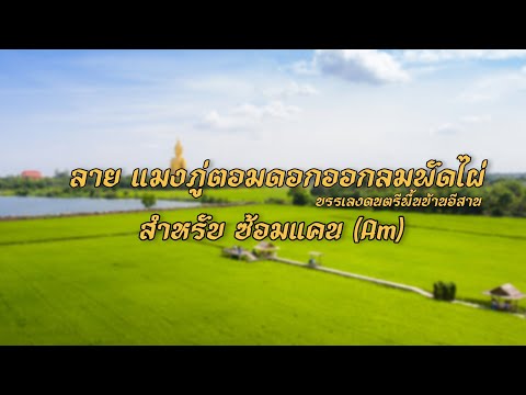 ลาย แมงภู่ตอมดอกออกลมพัดไผ่ [สำหรับ ซ้อมแคนAm]
