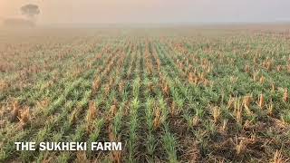 What is no till farming | does no-till farming reduce soil erosion tillage
