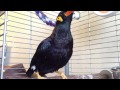 あべちゃん;新ネタ覚えるよう説得してみた