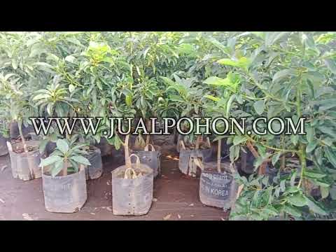 Pohon Alpukat Miki Unggul: Pilihan Tepat untuk Hasil Maksimal