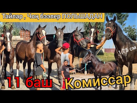 Video: Андерс Крисар тарабынан адам денесинин искусствосу