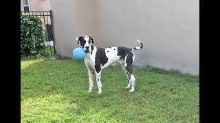 Amazing Great Dane's Last Run With His Jolly Ball  RIP Mikey