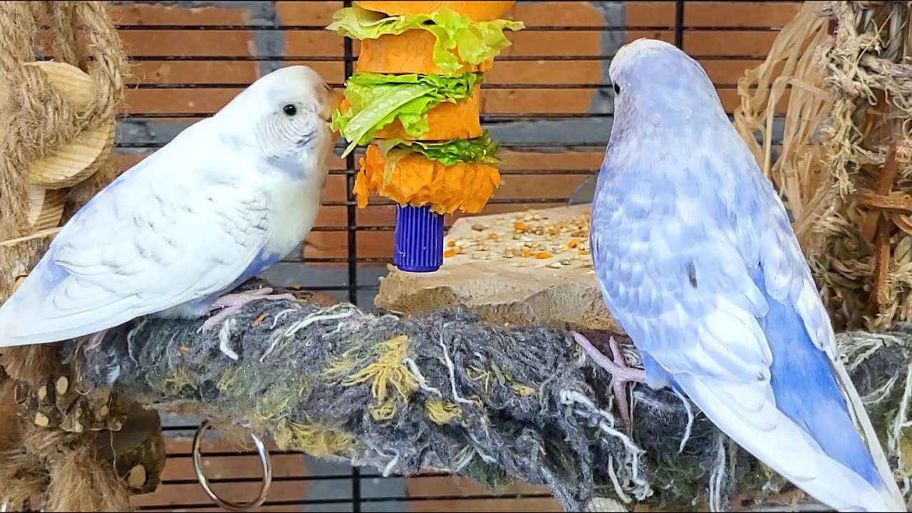 7 hours of relaxing budgie parakeet sounds
