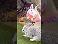 Animal Names | Kids Learn by the Tree Branch: Frog Elephant Axolotl Giraffe Rabbit