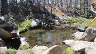 This little creek is loaded with Trouts in Sierria National Forest 2025.