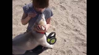 Beautiful 8 Week Old Siberian Husky Puppy Yoda At The Beach Pt. 2