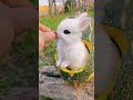 Beautiful baby rabbit eve  rabbit rabbits
