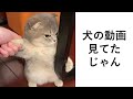 殿堂入りボケてがツッコミどころ満載だったwww438