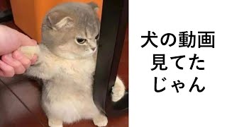 殿堂入りボケてがツッコミどころ満載だったwww438