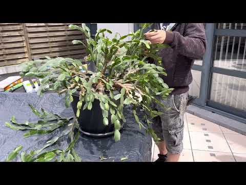 Vidéo: Élagage des cactus de Noël - Comment tailler un cactus de Noël