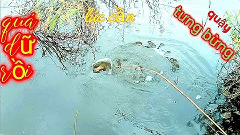 cắm câu cá lóc đồng, trên ruộng lúa bỏ hoang, #5 và kết quả...