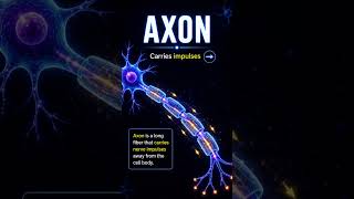 Neuron Explained in 15 Seconds ⚡ | Biology Quick Revision