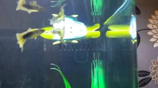 Robot turtle in our fish tank!