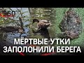 Утиный мор в Подмосковье