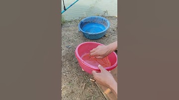 Câu cá - Bài mồi câu cá chép: Shapham+ đường đen+ cám cá