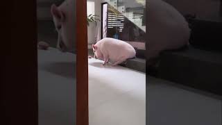Pig Scratching an Itch Against a Step