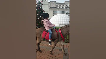 كلون عندون سيارات وجدي عندو حمار 