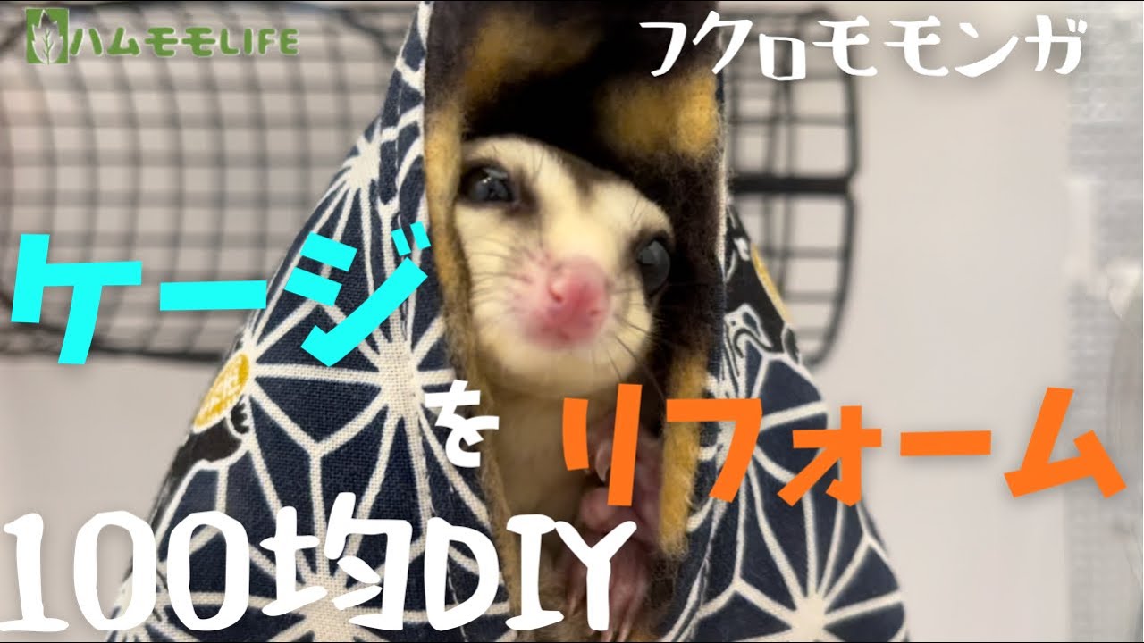 フクロモモンガ 必見 100均アイテムでケージをリフォーム アクリルケージ Youtube