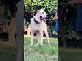 #trending #bullybreed #fighter #dogs #shorts #rajasthan