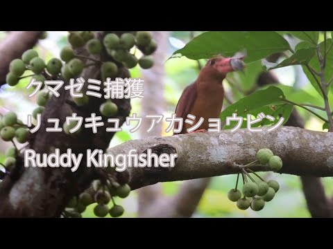 【クマゼミ捕獲】リュウキュウアカショウビン Ruddy Kingfisher
