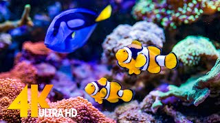 Aquarium 4K VIDEO (ULTRA HD) -  Beautiful Coral Reef Fish - Sleep Relaxing Meditation Music