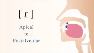 [ ɾ̠ ] voiced apical postalveolar tap