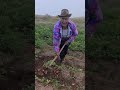 Cosechando papa